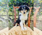 Small Photo #12 Collie Puppy For Sale in OCALA, FL, USA