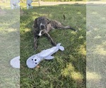 Small Bulldog-Catahoula Leopard Dog Mix