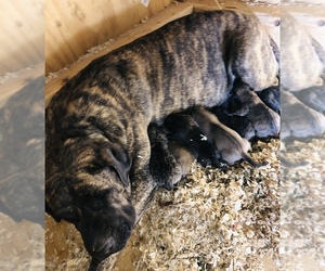 Mother of the Kangal Dog puppies born on 08/04/2021