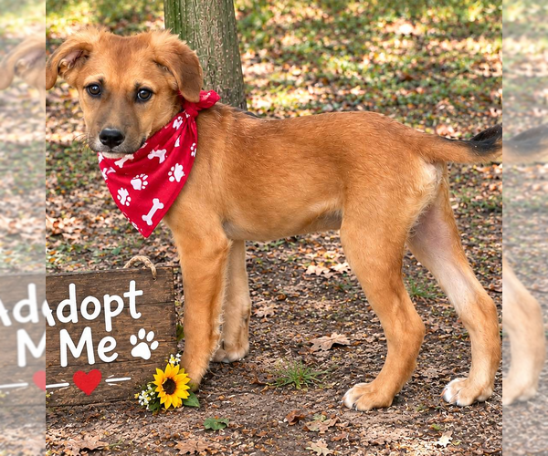 Medium Photo #4 - Mix Puppy For Sale in Yardley, PA, USA