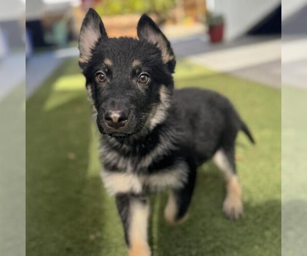 Medium Photo #2 German Shepherd Dog-Unknown Mix Puppy For Sale in San Diego, CA, USA