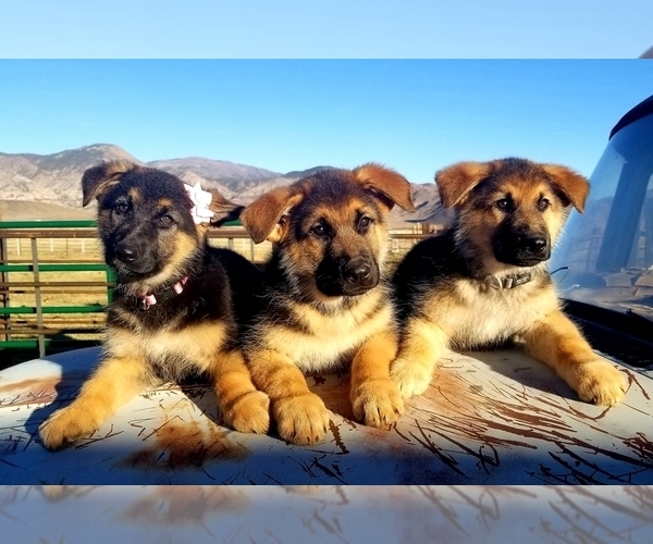 Medium Photo #1 German Shepherd Dog Puppy For Sale in JUNCTION, UT, USA