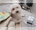 Small Photo #2 Maltese-Unknown Mix Puppy For Sale in Valrico, FL, USA