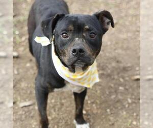 Mutt Dogs for adoption in San Antonio, TX, USA