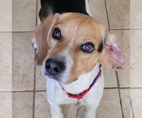Medium Photo #2 Beagle Puppy For Sale in Las Vegas, NV, USA
