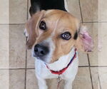 Small #1 Beagle