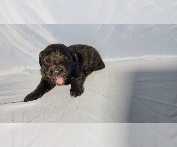 Medium Photo #86 Golden Mountain Dog Puppy For Sale in BLACK FOREST, CO, USA