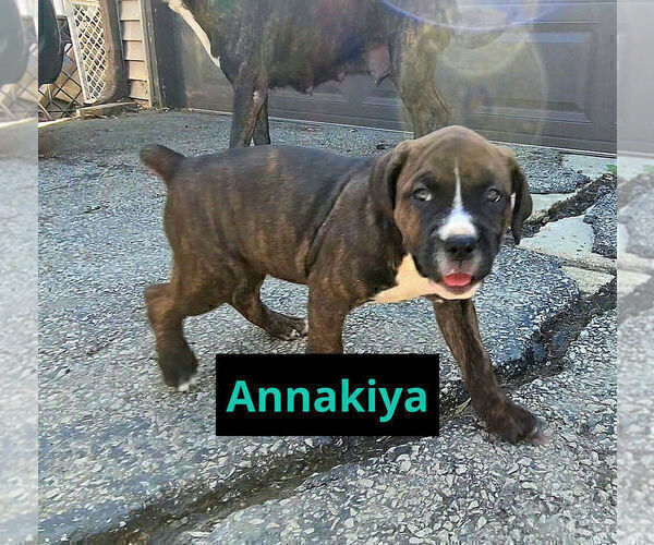 Medium Photo #2 America Bandogge Mastiff Puppy For Sale in JOLIET, IL, USA