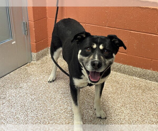 Medium Photo #1 Siberian Husky-Unknown Mix Puppy For Sale in Pueblo, CO, USA