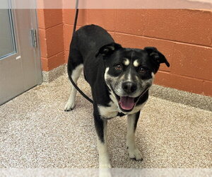 Siberian Husky-Unknown Mix Dogs for adoption in Pueblo, CO, USA