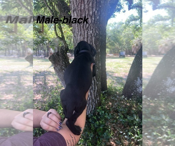 Medium Photo #6 Great Dane Puppy For Sale in FORT DENAUD, FL, USA