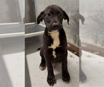 Small Rhodesian Ridgeback Mix