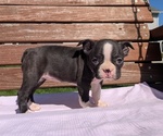 Small #6 Boston Terrier