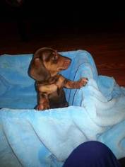 Dachshund Puppy for sale in SEYMOUR, TN, USA