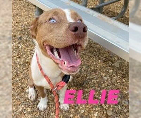 Medium Photo #8 Mutt Puppy For Sale in columbia, SC, USA