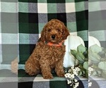 Small Photo #4 Poodle (Miniature) Puppy For Sale in NEW PROVIDENCE, PA, USA