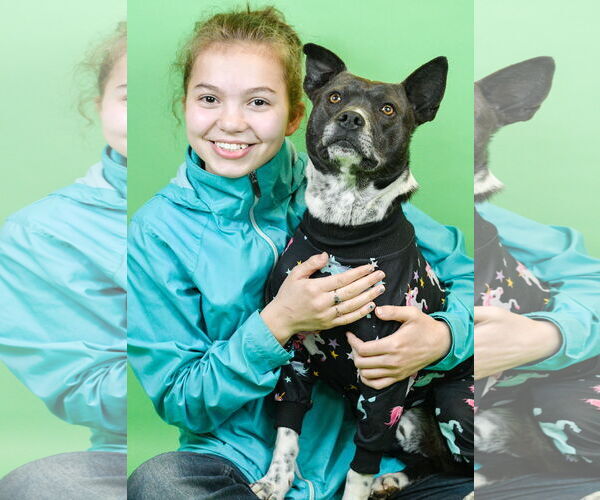Medium Photo #1 Mutt Puppy For Sale in Holly Springs, MS, USA