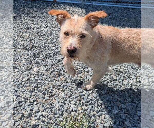 Medium Photo #2 Mutt Puppy For Sale in Thomasville, NC, USA