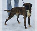 Small #2 Boxer Mix
