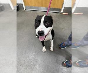 Dogo Argentino-Labrador Retriever Mix Dogs for adoption in Forestville, MD, USA