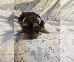 Small Photo #10 Yorkshire Terrier Puppy For Sale in RHOADESVILLE, VA, USA