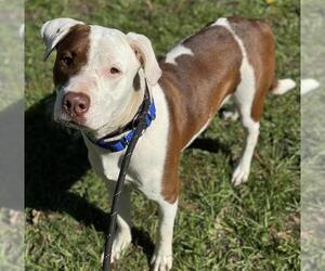 American Staffordshire Terrier Dogs for adoption in Fort Lauderdale, FL, USA