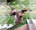 Small #1 Poodle (Miniature)