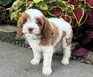 Medium Cavapoo (Miniature)