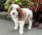Puppy 8 Cavapoo (Miniature)
