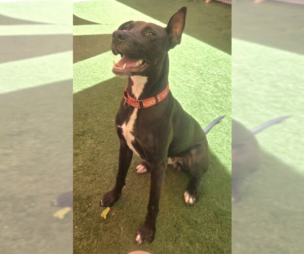 Medium Photo #2 Great Dane-Unknown Mix Puppy For Sale in Sacramento, CA, USA
