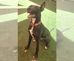 Small #1 Great Dane Mix