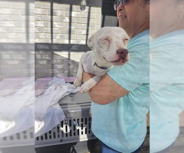 Medium Photo #1 Mutt Puppy For Sale in San Antonio, TX, USA