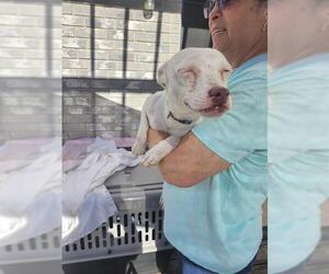 Mutt Dogs for adoption in San Antonio, TX, USA