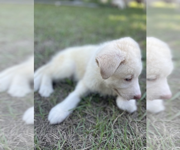 Medium Photo #17 Siberian Husky Puppy For Sale in HILLISTER, TX, USA