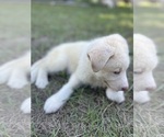 Small #16 Siberian Husky