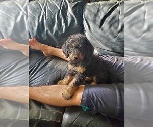 Labradoodle-Poodle (Standard) Mix Puppy for sale in HERALD, CA, USA