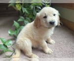 Small Photo #4 Golden Retriever Puppy For Sale in FORDLAND, MO, USA