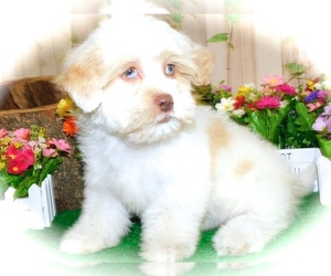 ShihPoo Puppy for sale in HAMMOND, IN, USA