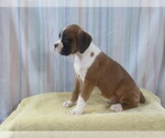 Puppy Twinkle Boxer