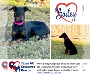 Doberman Pinscher Dogs for adoption in Lillian, TX, USA