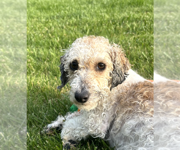 Medium Photo #1 Poodle (Miniature) Puppy For Sale in Wheaton, IL, USA