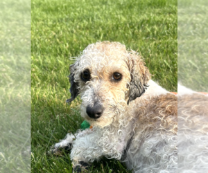 Poodle (Miniature) Dogs for adoption in Wheaton, IL, USA