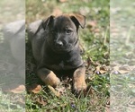 Small #2 German Malinois