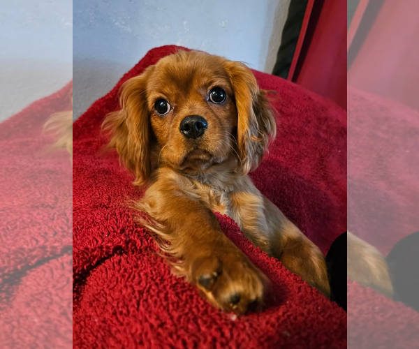 Medium Photo #1 Cavalier King Charles Spaniel Puppy For Sale in Sioux Falls, SD, USA