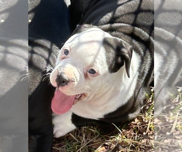 Medium Photo #1 American Bully Puppy For Sale in IRMO, SC, USA