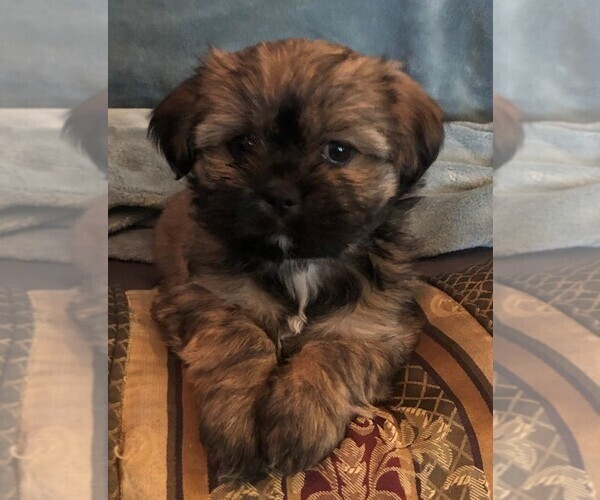 Medium Photo #10 Shorkie Tzu Puppy For Sale in CANTON, TX, USA