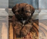 Small Photo #10 Shorkie Tzu Puppy For Sale in CANTON, TX, USA