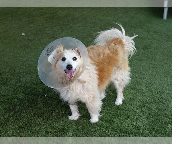 Medium Photo #2 Pomeranian-Unknown Mix Puppy For Sale in Pasadena, CA, USA