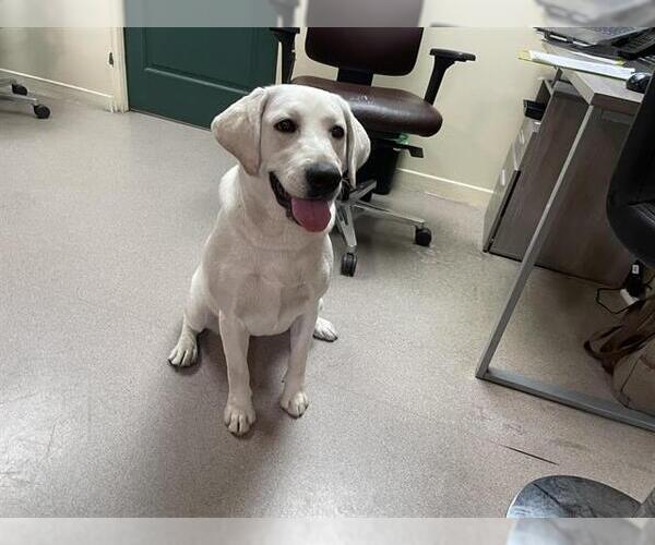 Medium Photo #1 Labrador Retriever Puppy For Sale in Pasadena, CA, USA