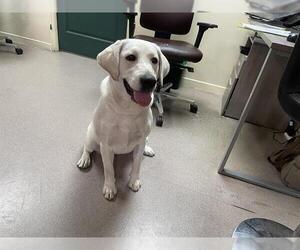 Labrador Retriever Dogs for adoption in Pasadena, CA, USA